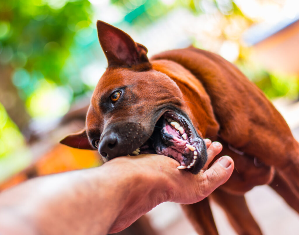 Exploring Strict Liability in Coral Way, Florida Dog Bite Cases