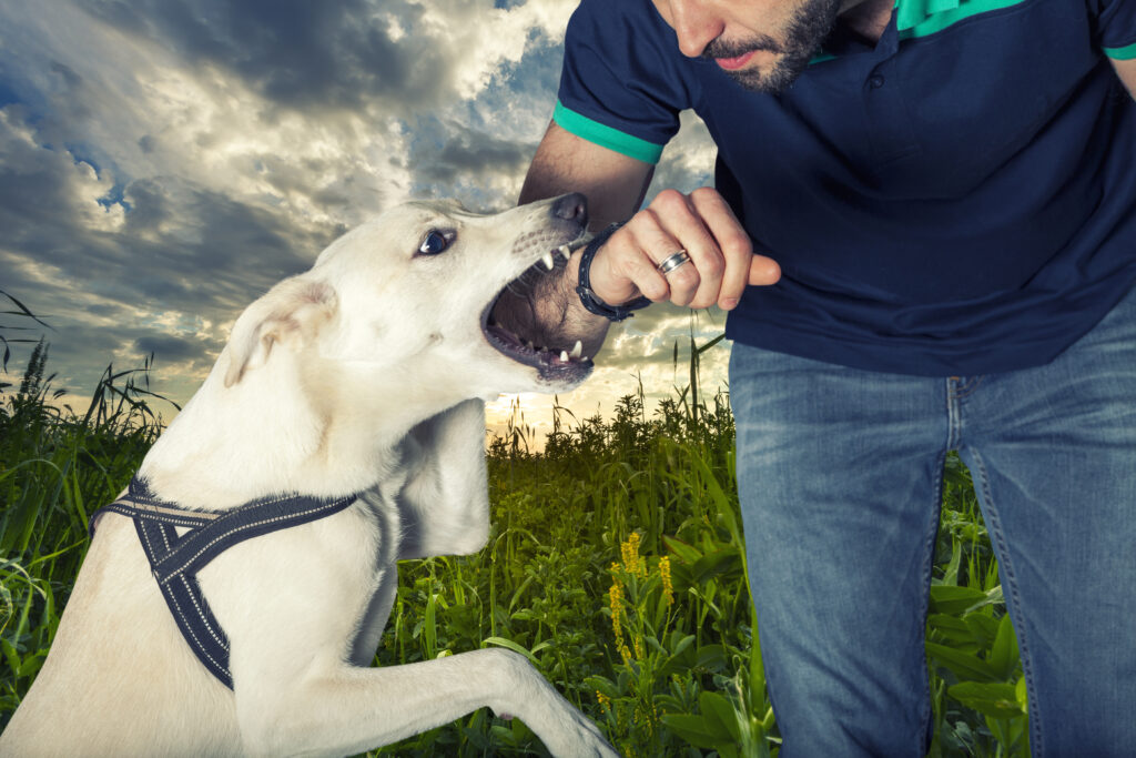 Do Broward County, Florida Dog Bite Laws Differ for Different Breeds?