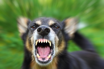 What Damages Can You Seek in a Florida Dog Bite Lawsuit