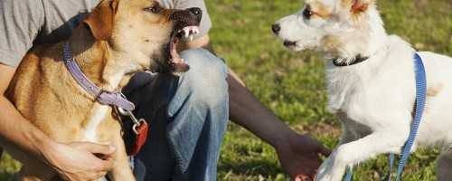 Can You Sue a Dog Owner if Their Dog Was Leashed During the Attack