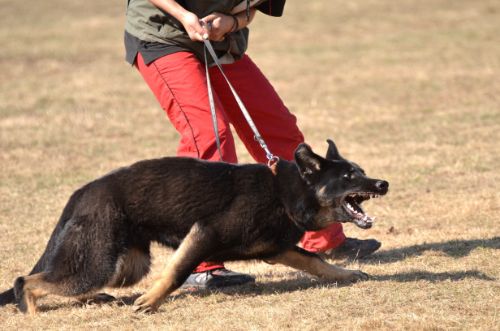 Settling vs. Going to Court in Florida Dog Bite Cases