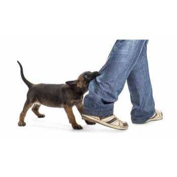 Factors That Affect Compensation in Florida Dog Bite Lawsuits