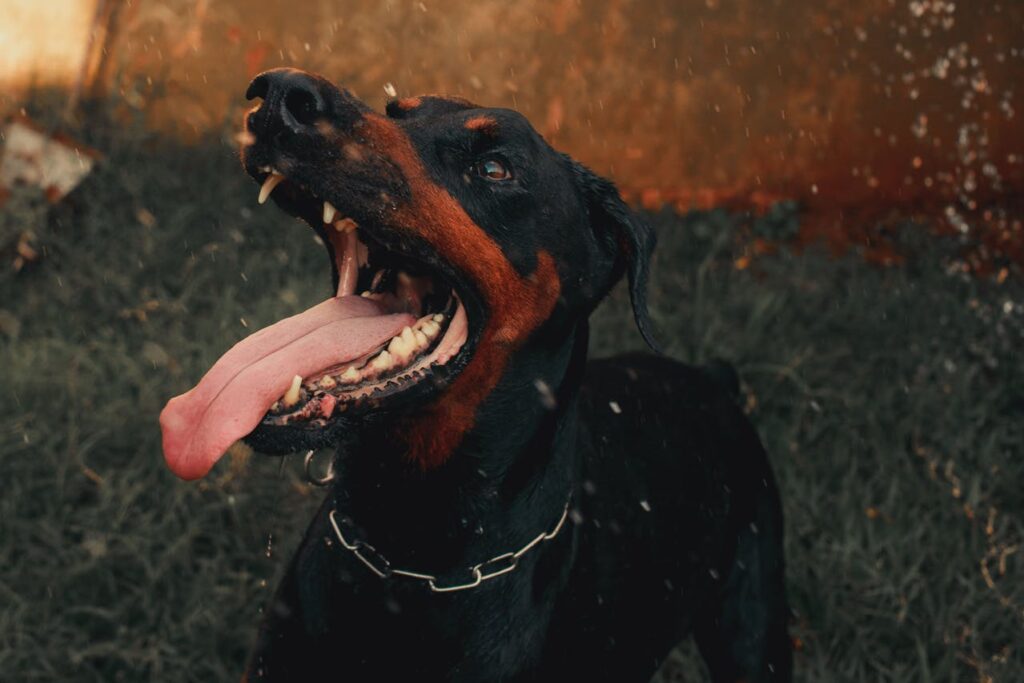 dog bite injury